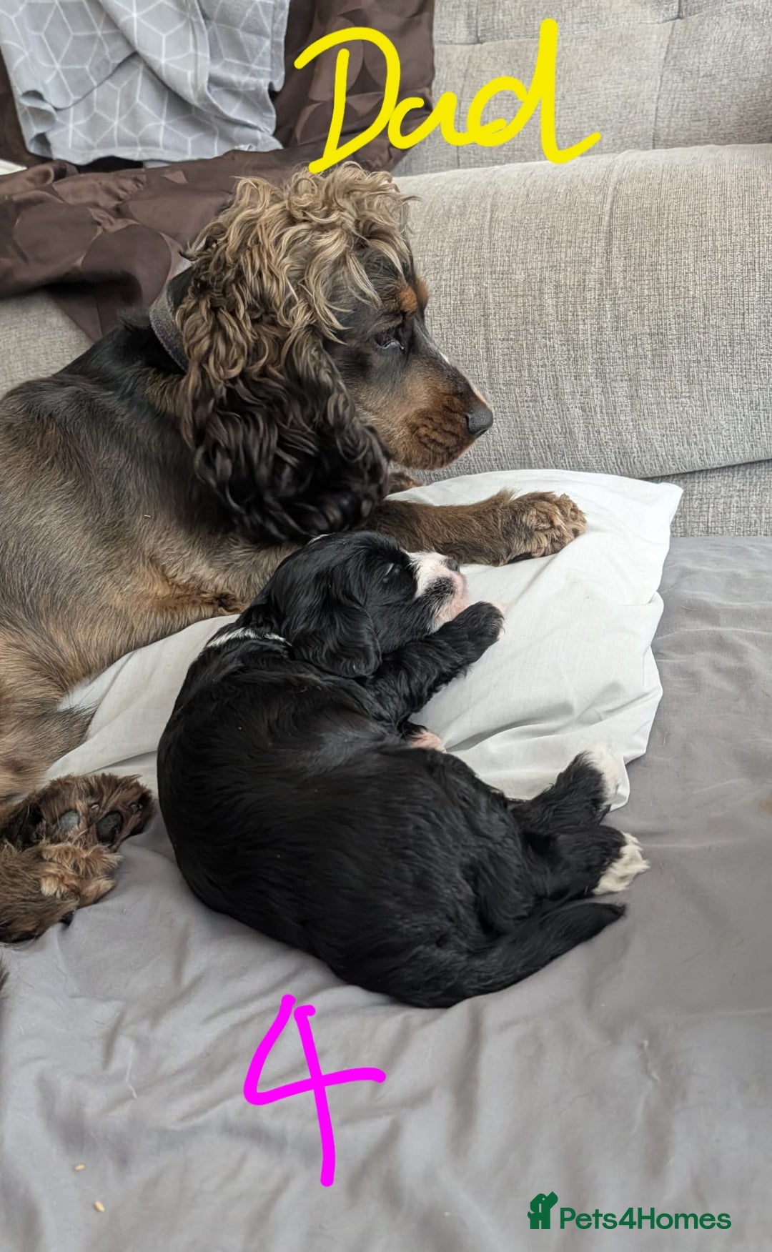 Mixed Breed dogs for sale: Cocker Jack Puppies - Image 14