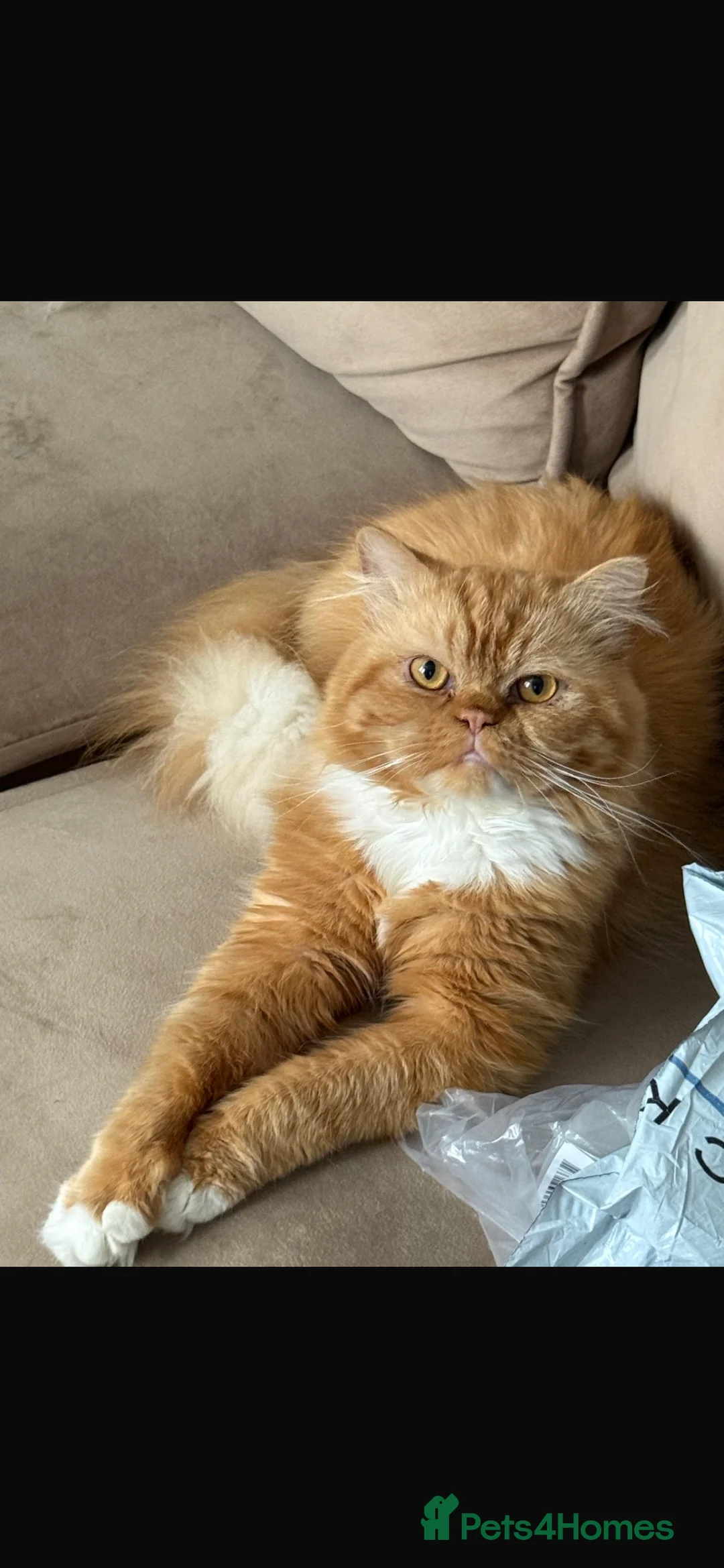 Persian cats for sale: 2 Persian boys  - Advert 1