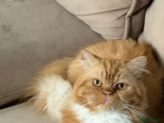 Persian cats 2 Persian boys - Advert 1