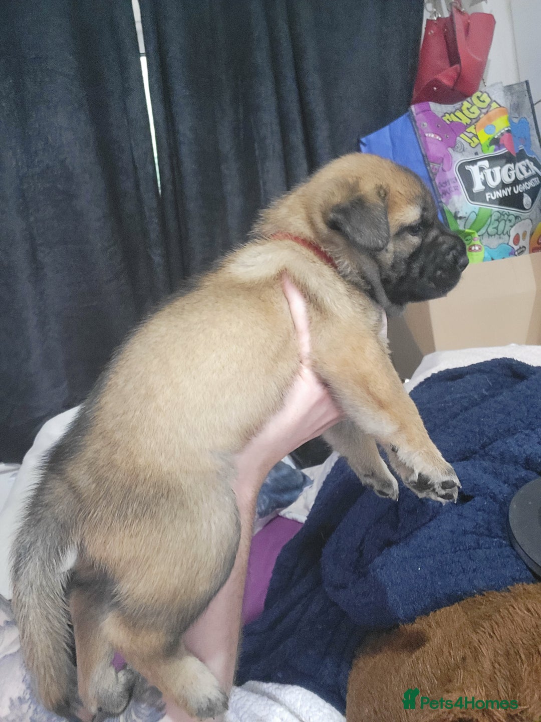 Mixed Breed dogs for sale: Belgian Malinois X Shar-pei puppies  - Image 19