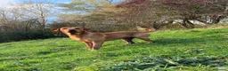 Labrador Retriever dogs for sale: Stunning KC registered Red & Black puppies - Advert 11