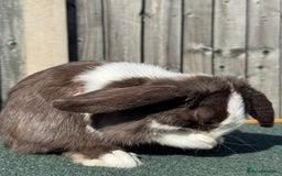 Mini Lop rabbits for sale: Mini lop for sale  - Image 9
