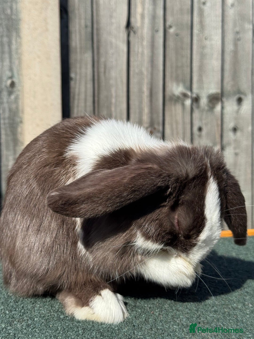 Mini Lop rabbits for sale: Mini lop for sale  - Image 9