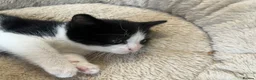 Mixed Breed cats for sale: Stunning Mixed Breed Tuxedo Female kittens - Advert 6