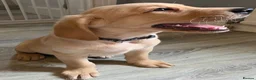 Goldador dogs for sale: Adorable Goldadors waiting for new homes !! - Advert 20