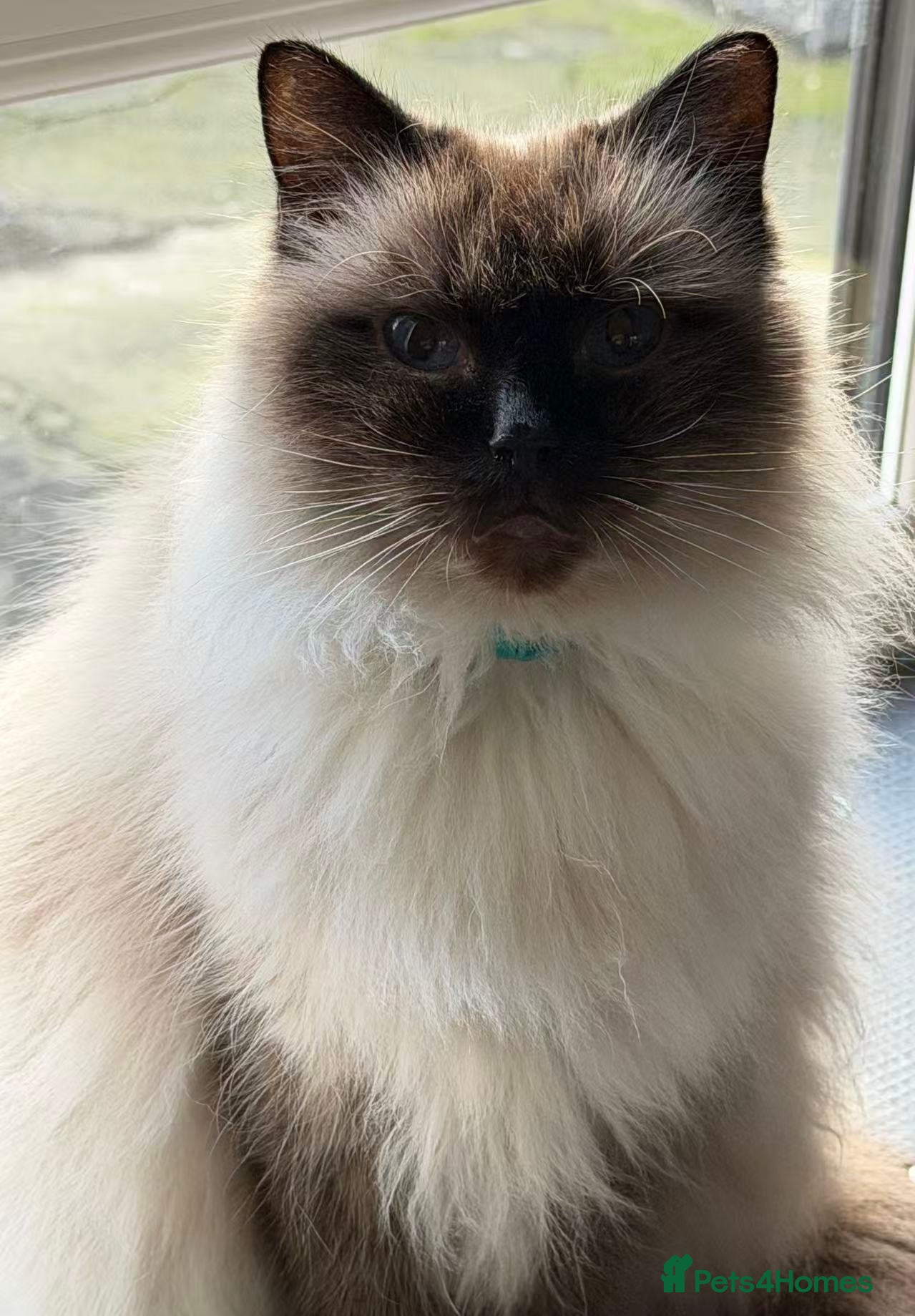 Ragdoll cats for sale: 🐾Stunning Ragdoll Kittens🧬DNA🏆ChampParents🐾 - Advert 14