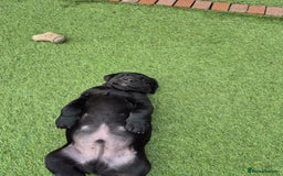 Labrador Retriever dogs for sale: Labrador pups - Image 6