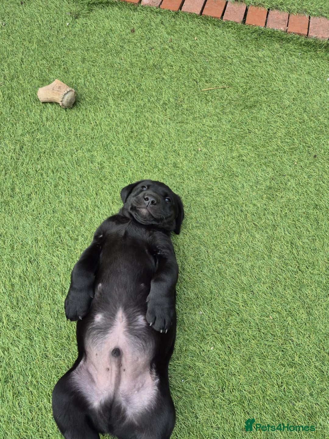 Labrador Retriever dogs for sale: Labrador pups - Image 6