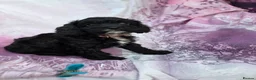 Cavapoo dogs for sale: Cavapoo  - Advert 9