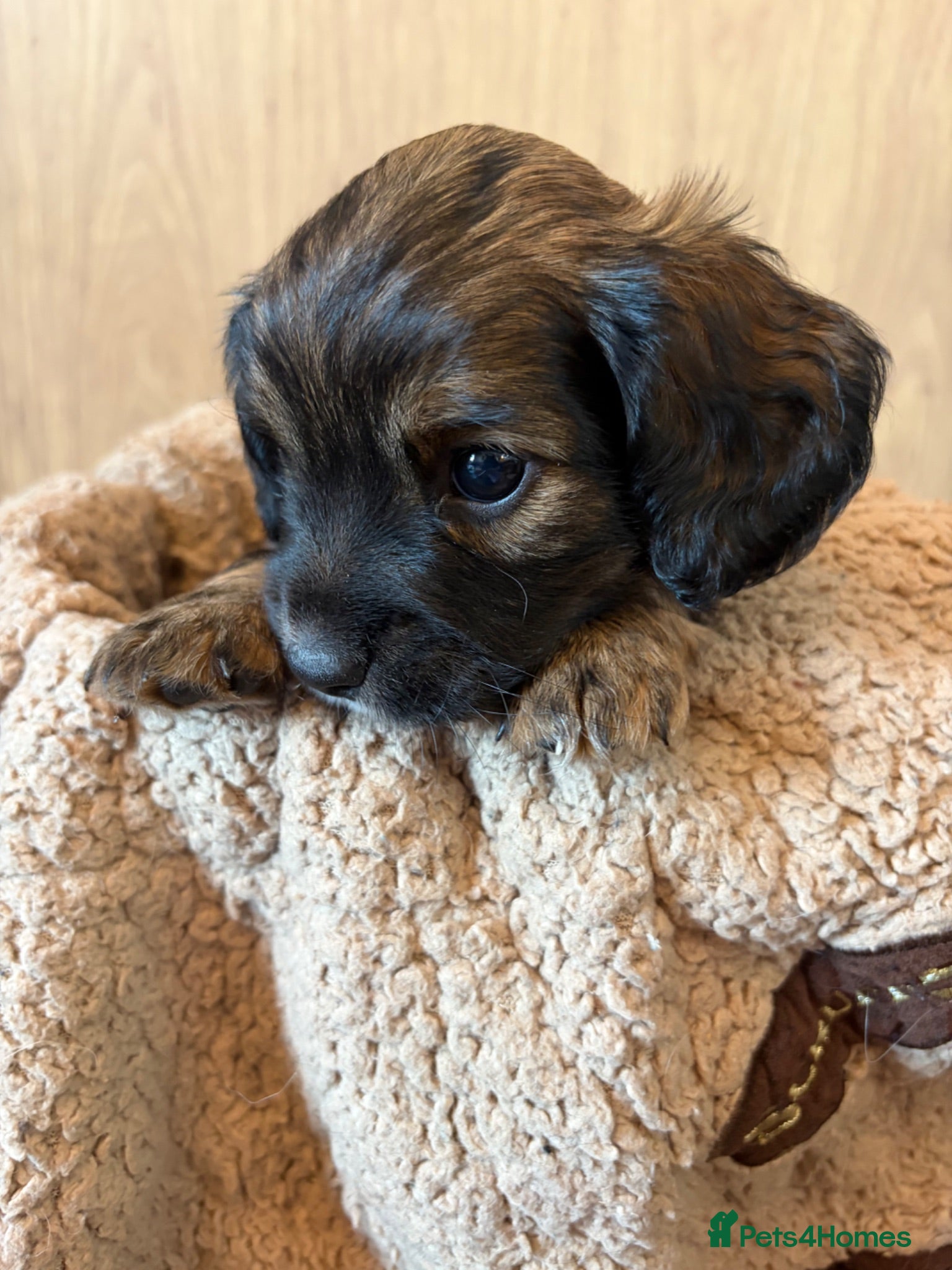 Mixed Breed dogs Cocker x puppies  - Advert 2