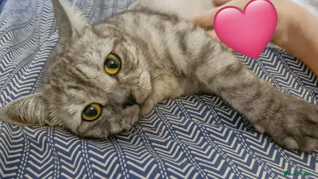 Scottish Fold cats for sale: Meet Thor - Beautiful Scottish Fold Boy - Advert 7