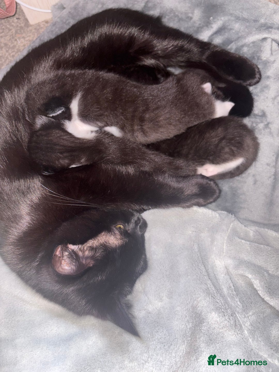 Ragdoll cats for sale: Ragdoll X Kittens  - Advert 2