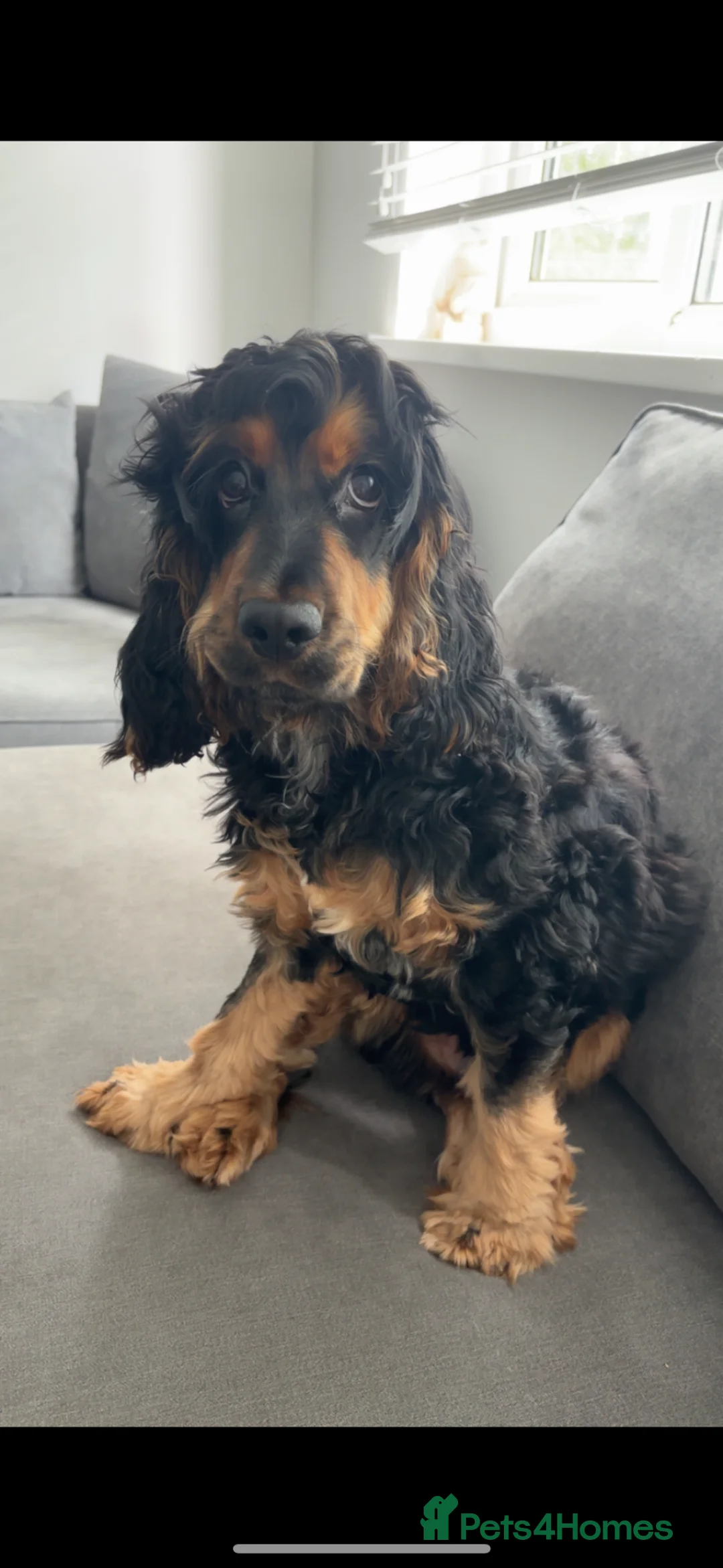 Cocker Spaniel dogs for stud: Tricoloured Cocker Spaniel stud - Advert 2