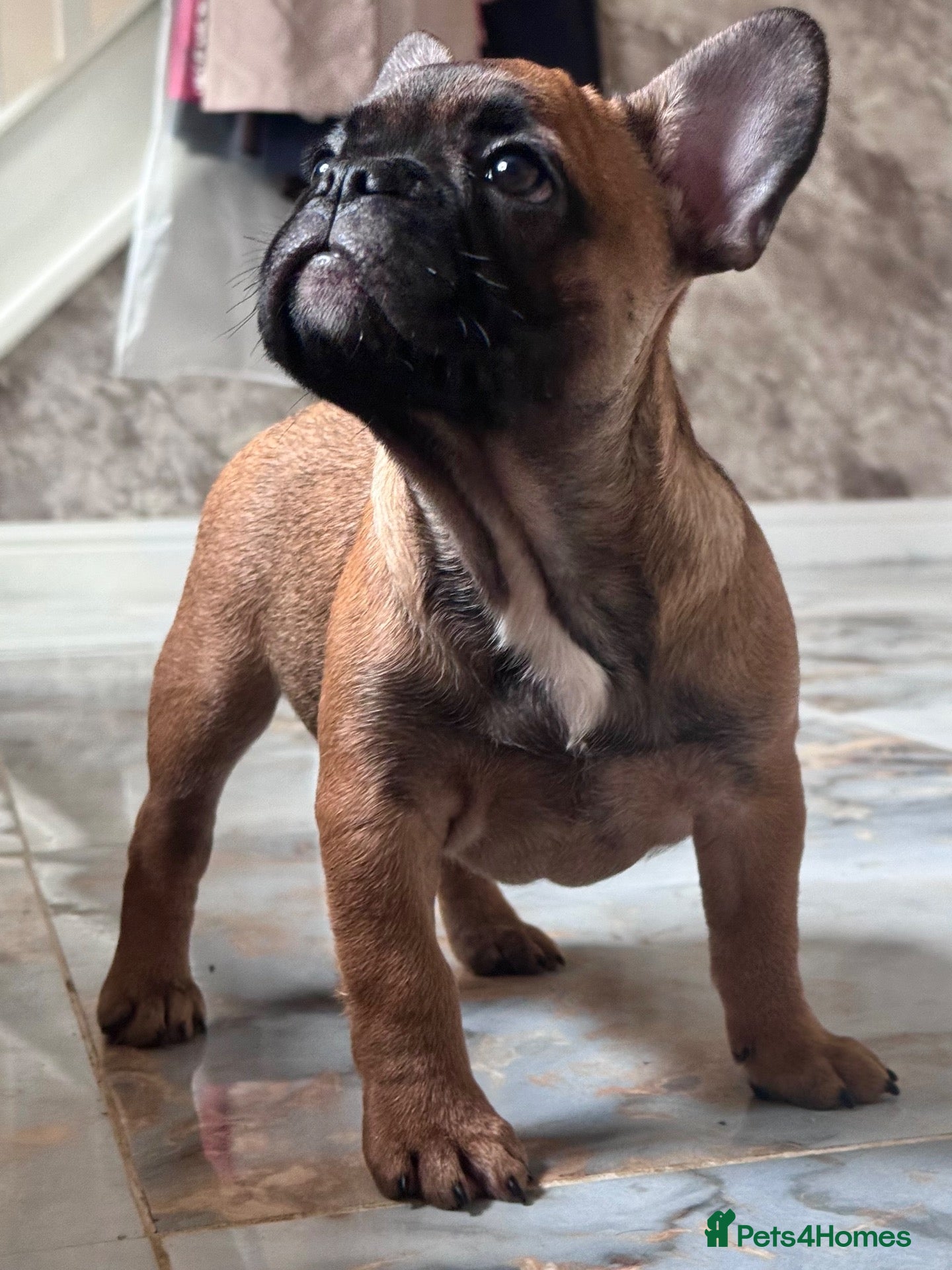 French Bulldog dogs Champion Sired red fawn French bulldog puppies  - Advert 2