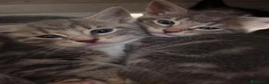 British Shorthair 2