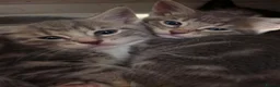 British Shorthair cats for sale: 5 kittens, ready next weds - Advert 3