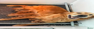 Golden Retriever 1
