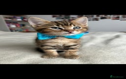 Bengal cats for sale: Pedigree bengal kittens available from 18/11/2025 - Advert 3