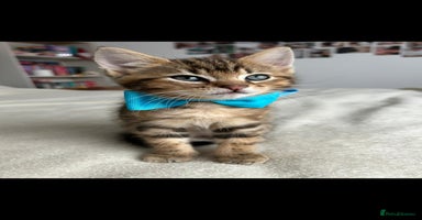 Bengal cats - Advert 7