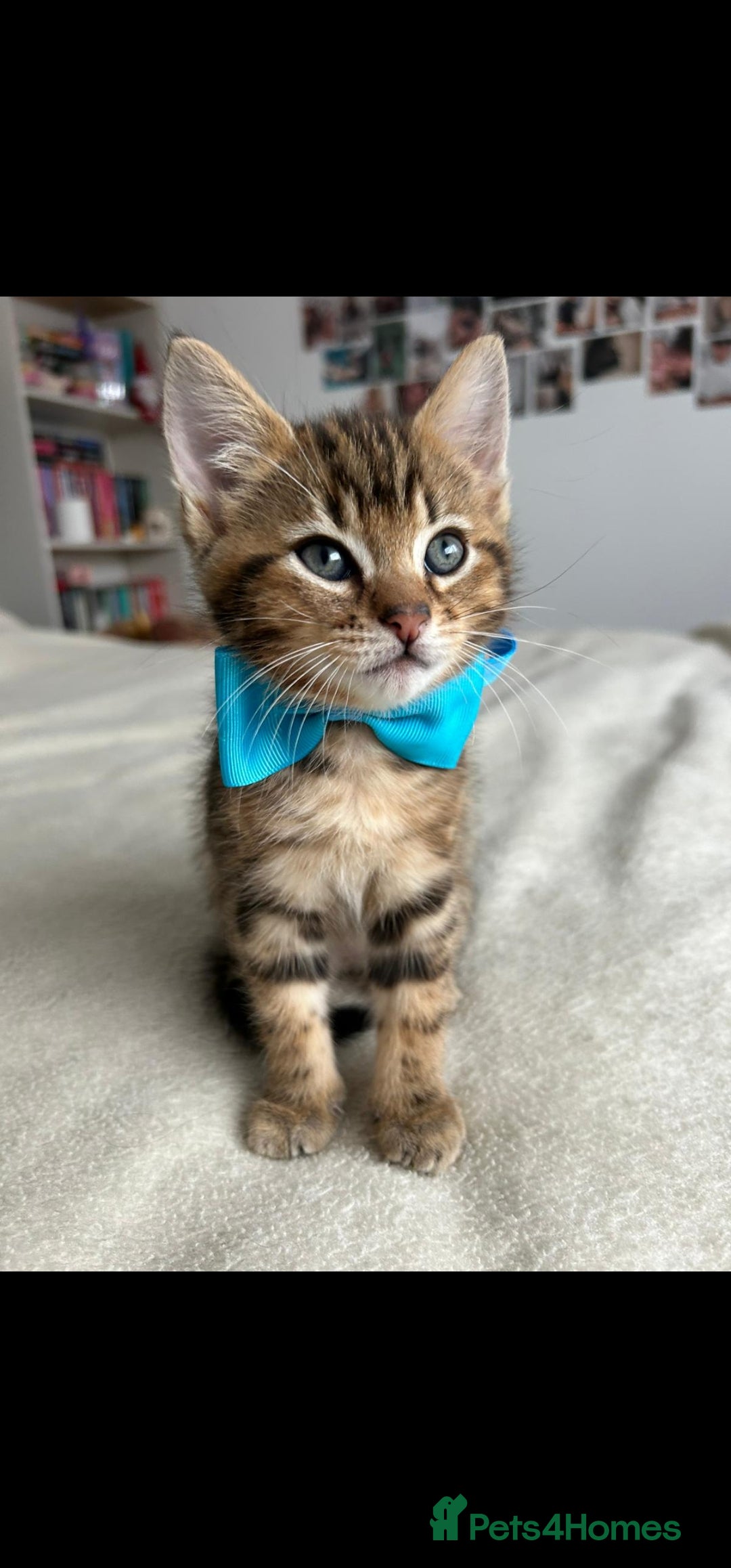 Bengal cats for sale: Pedigree bengal kittens available from 18/11/2025 - Advert 3