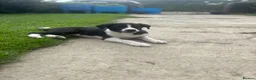Border Collie dogs for sale: Working Border collie puppies  - Advert 5