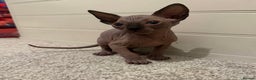 Sphynx cats for sale: Beautiful baby Sphynx  - Advert 4