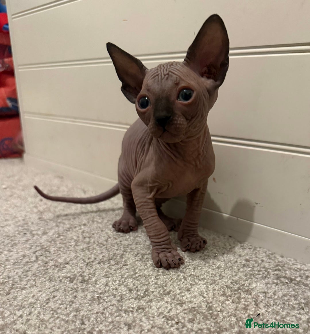 Sphynx cats for sale: Beautiful baby Sphynx  - Advert 4