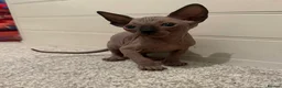 Sphynx cats for sale: Beautiful baby Sphynx  - Advert 4