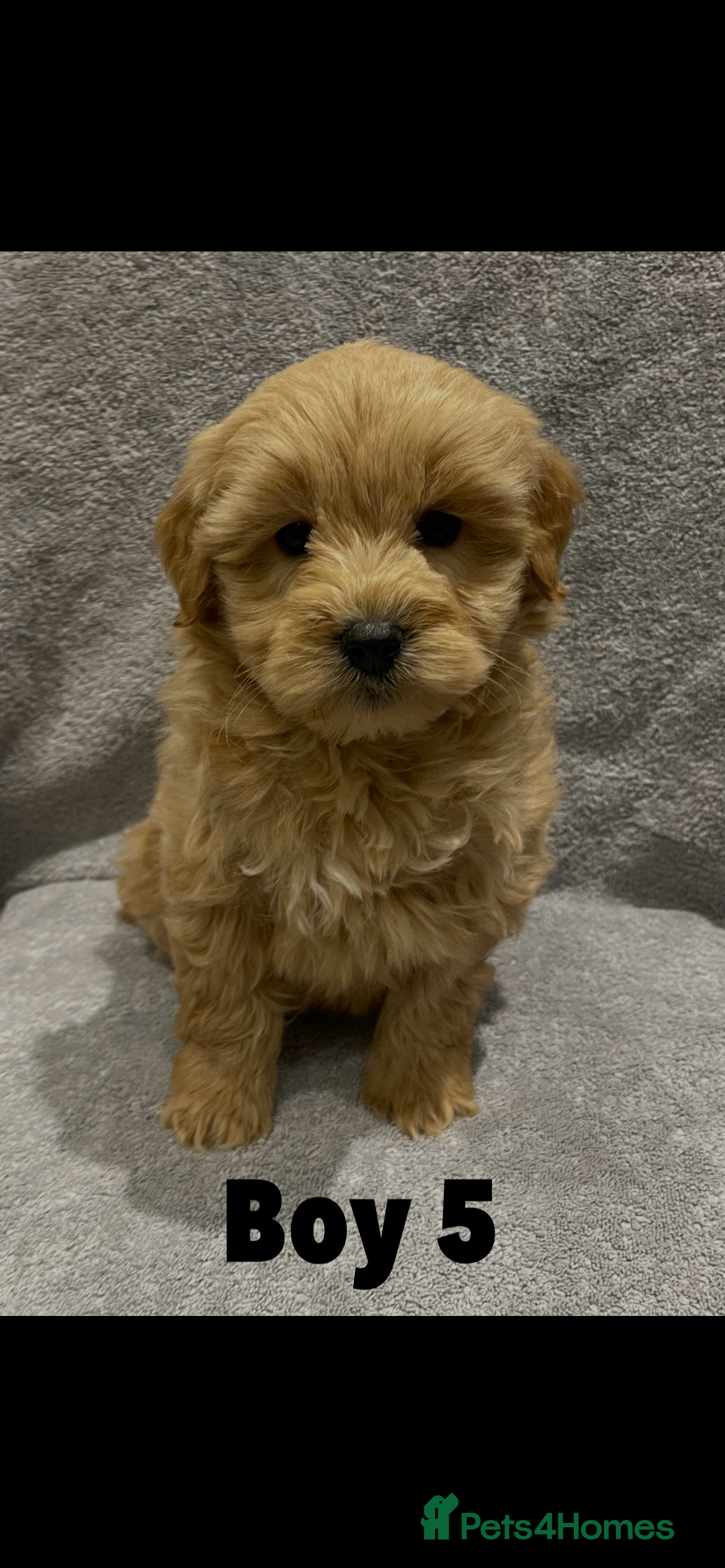 Goldendoodle dogs Stunning Male Multigenerational Goldendoodles - Advert 5