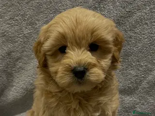 Goldendoodle dogs Stunning Male Multigenerational Goldendoodles - Advert 5