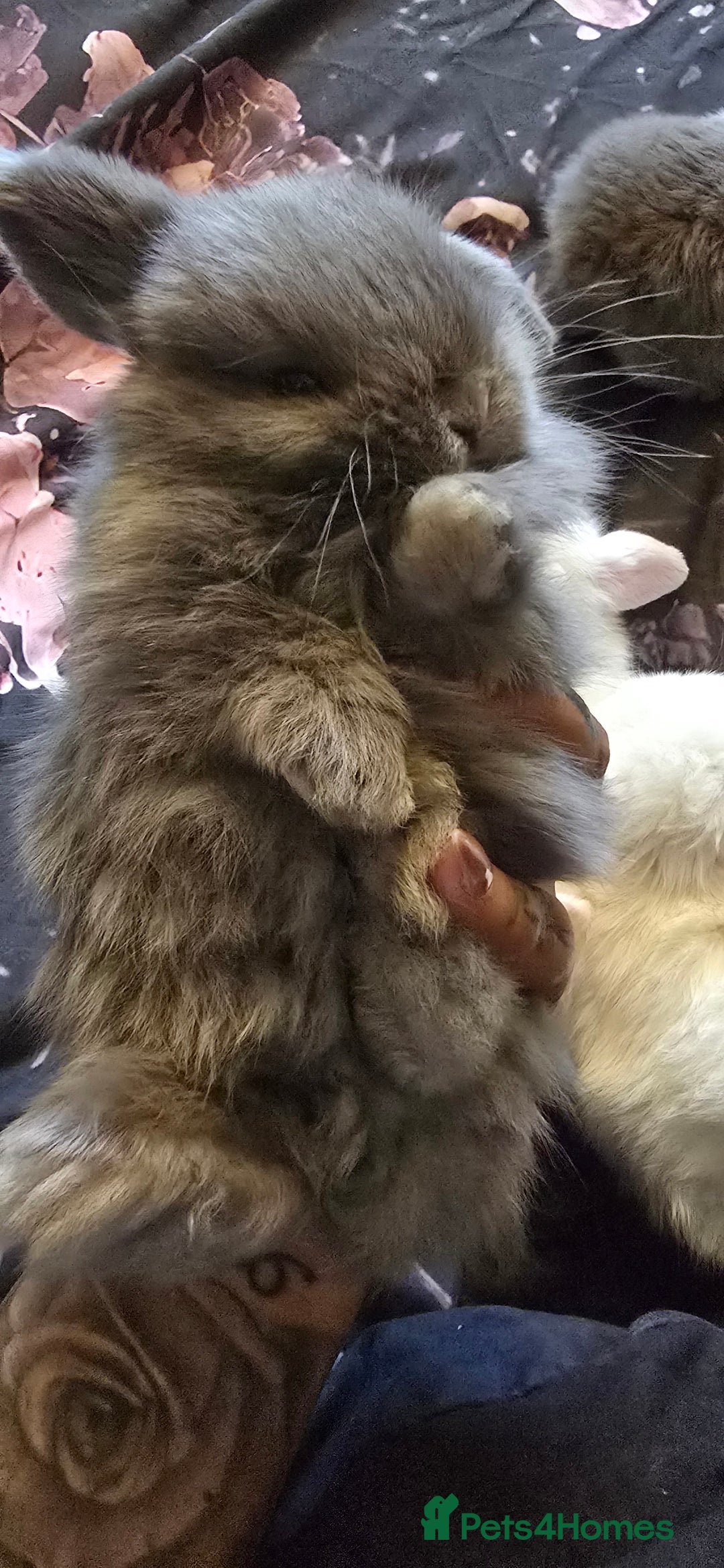 Mini Lop rabbits for sale: Stunning baby lops!  in Stone - Image 13
