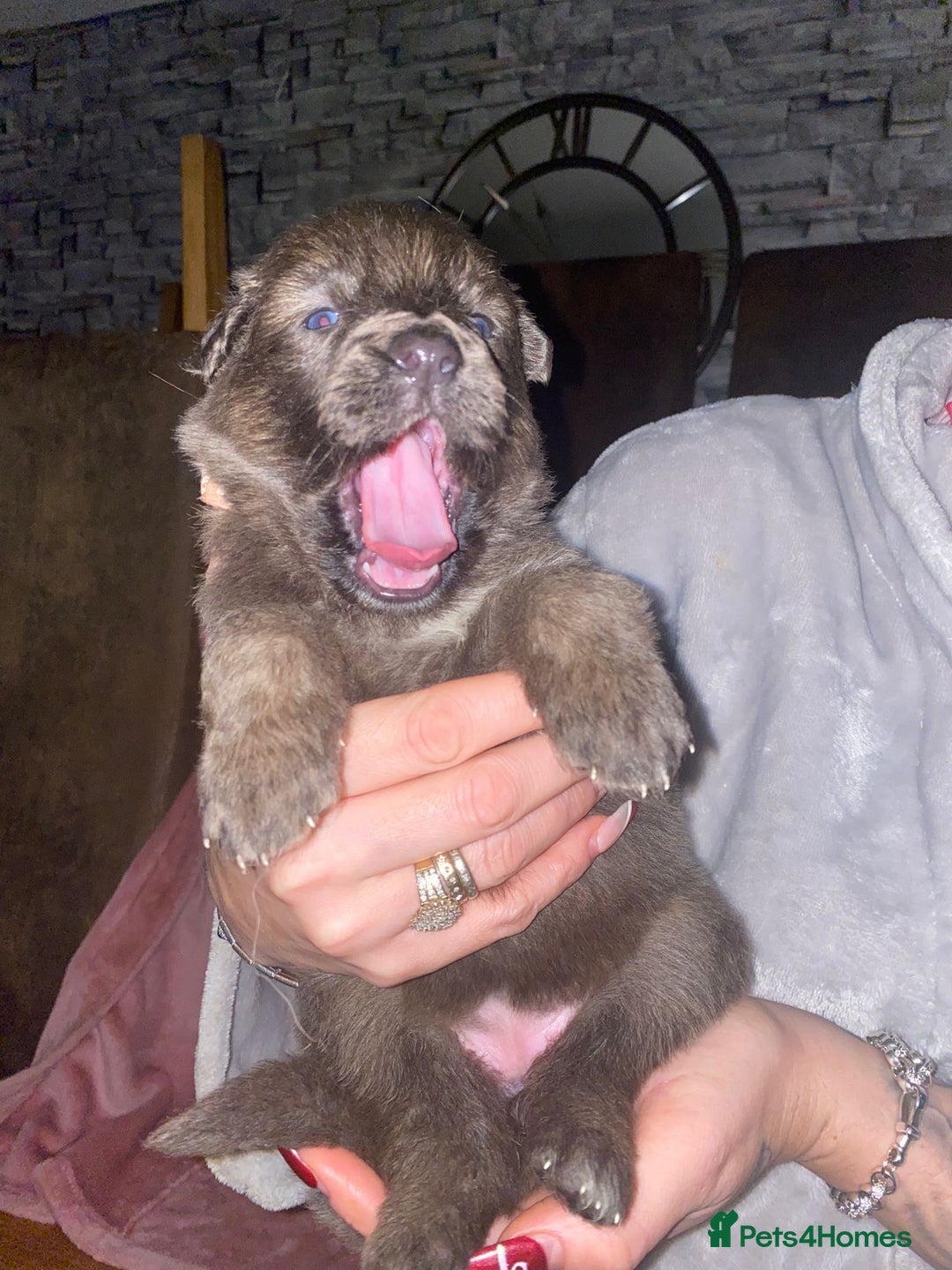 German Shepherd dogs for sale: Blue eyed long hair, blue German shepherds - Advert 9