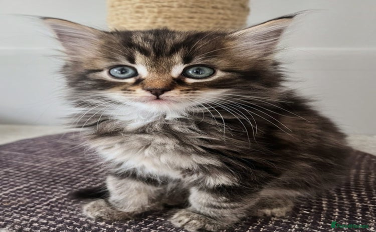 Maine Coon cats - Advert 4