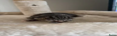 Domestic Shorthair Kitten 6