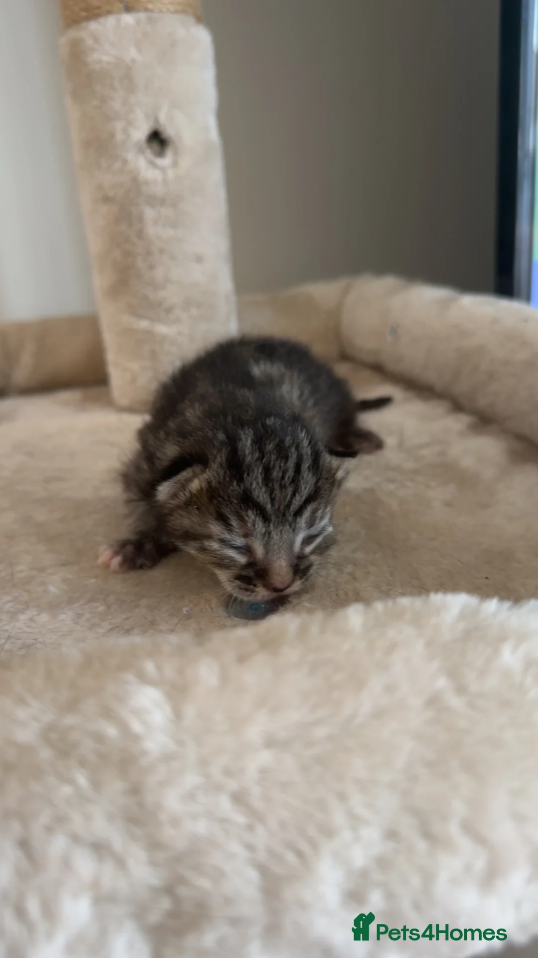 Domestic Shorthair cats for sale: 6 kittens  - Advert 2