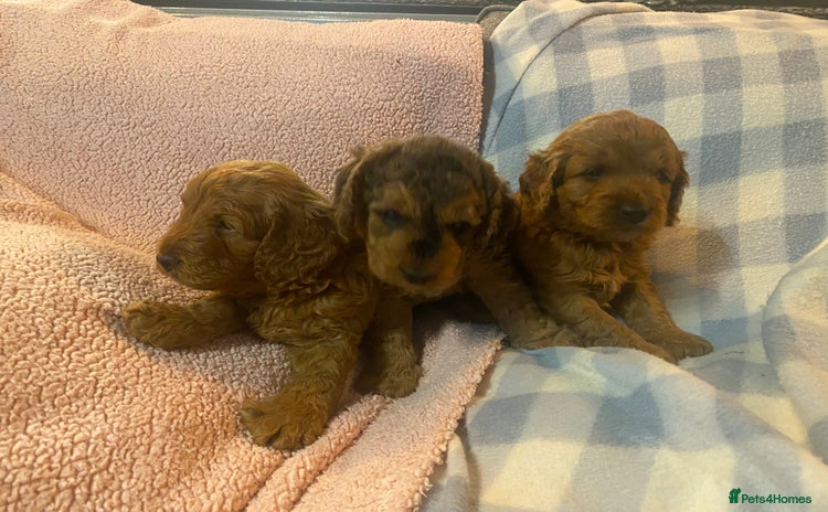 Cockapoo dogs - Advert 5