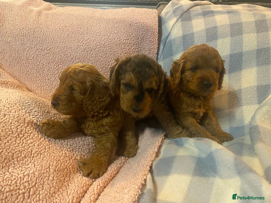 Cockapoo dogs for sale: Beautiful F1b Toy Cockapoo puppies  - Image 3