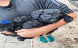 Cockapoo dogs for sale: Cockapoo puppy’s boys/girls - Image 4