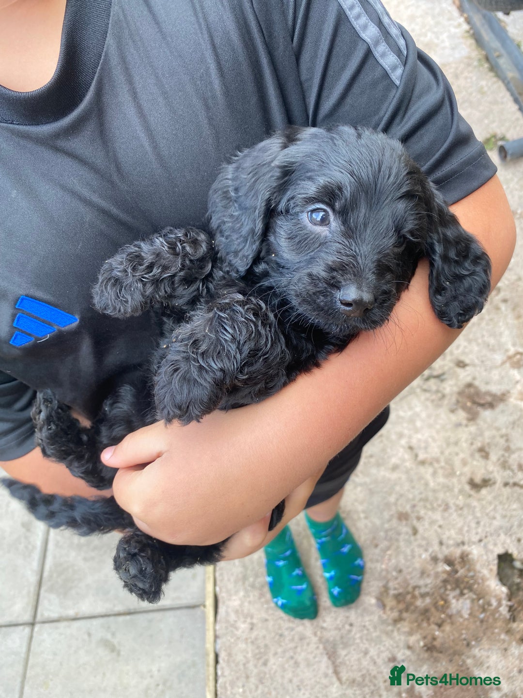 Cockapoo dogs for sale: Cockapoo puppy’s boys/girls - Image 4