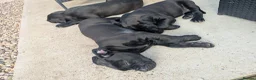 Presa Canario dogs for sale: STUNNING BLACK PRESA CANARIO PUPS  - Advert 13