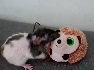 Rat rodents Baby rats - Advert 1