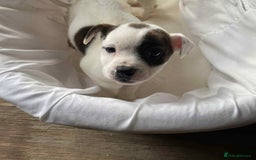 Mixed Breed dogs for sale: Staffordshire Bull Terrier x Jack Russell  - Image 5
