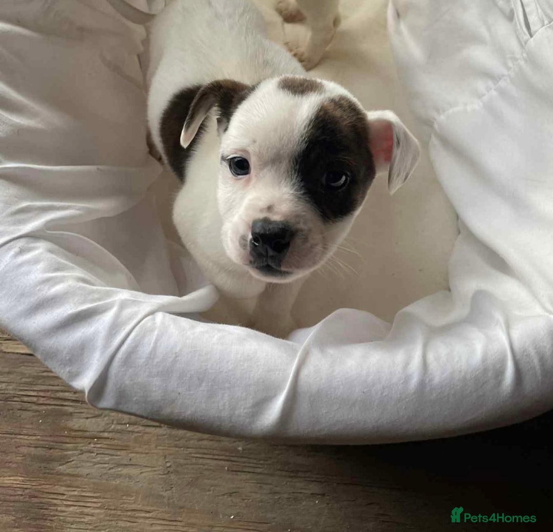 Mixed Breed dogs for sale: Staffordshire Bull Terrier x Jack Russell  - Image 5