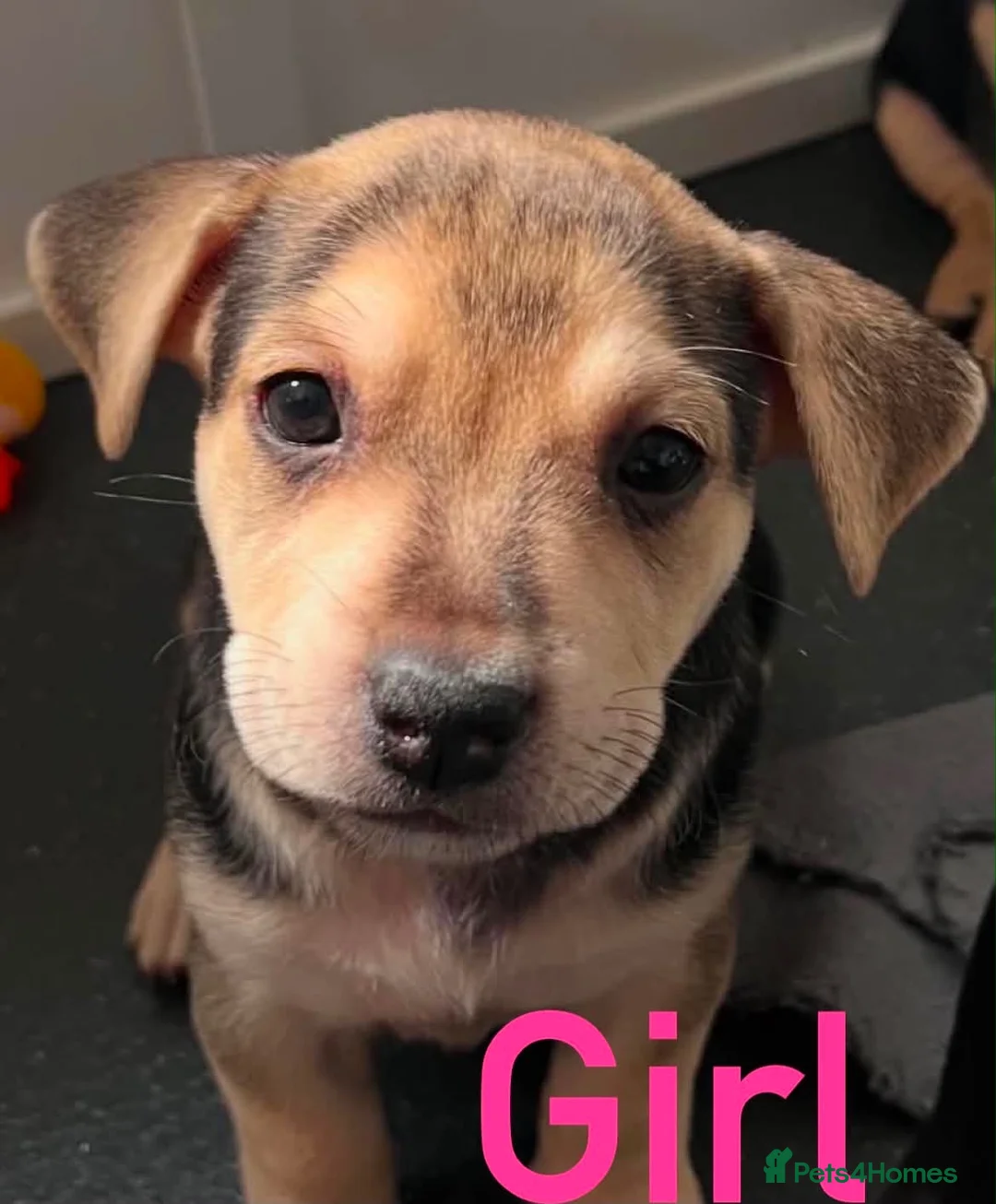 Mixed Breed dogs for sale: Jack Russell Cross Pocket Bully Puppies - Advert 2