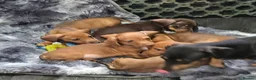 Miniature Dachshund dogs for sale: Minature dachshund  in Barnsley - Advert 9