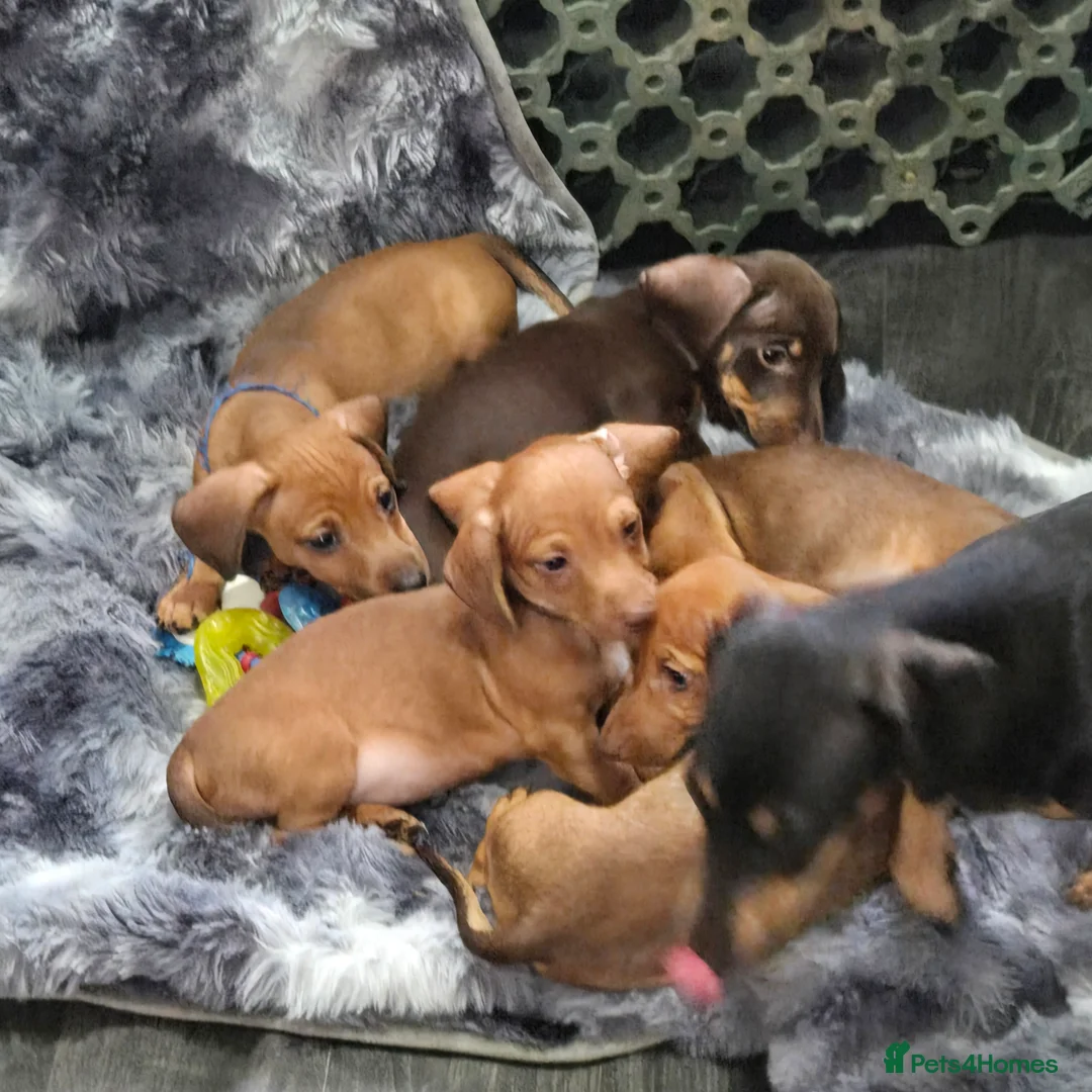 Miniature Dachshund dogs for sale: Minature dachshund  in Barnsley - Advert 9