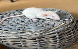 Rat rodents for sale: Ready to leave. Dumbo. Rex. Siamese.  - Image 5