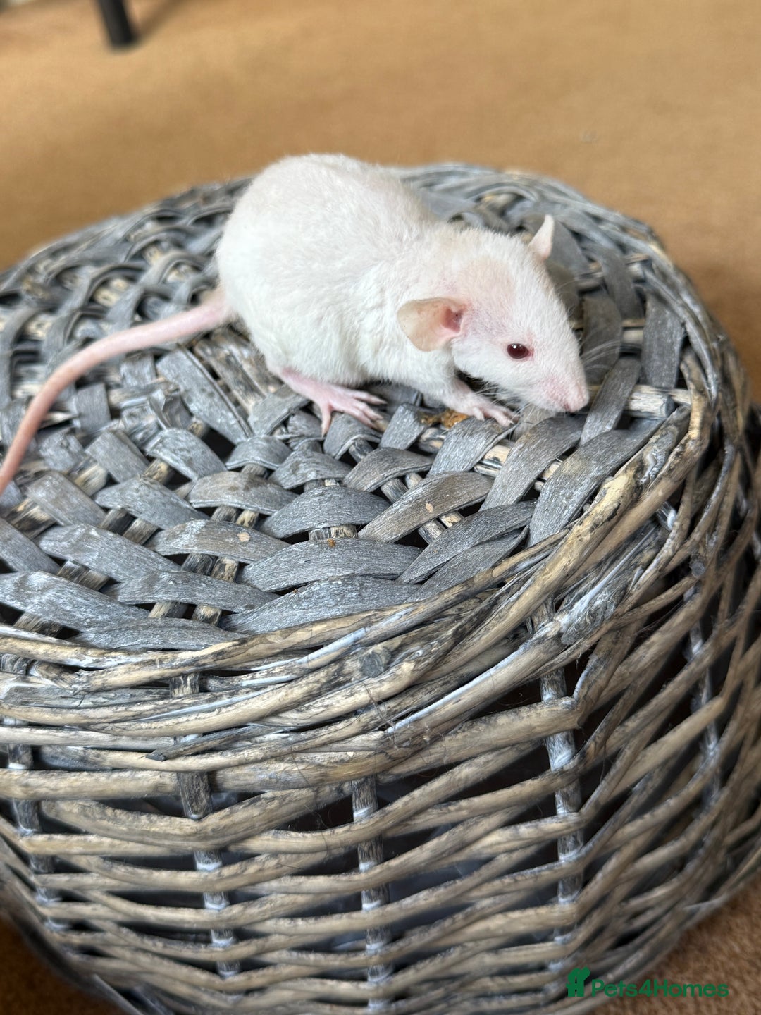 Rat rodents for sale: Ready to leave. Dumbo. Rex. Siamese.  - Image 5