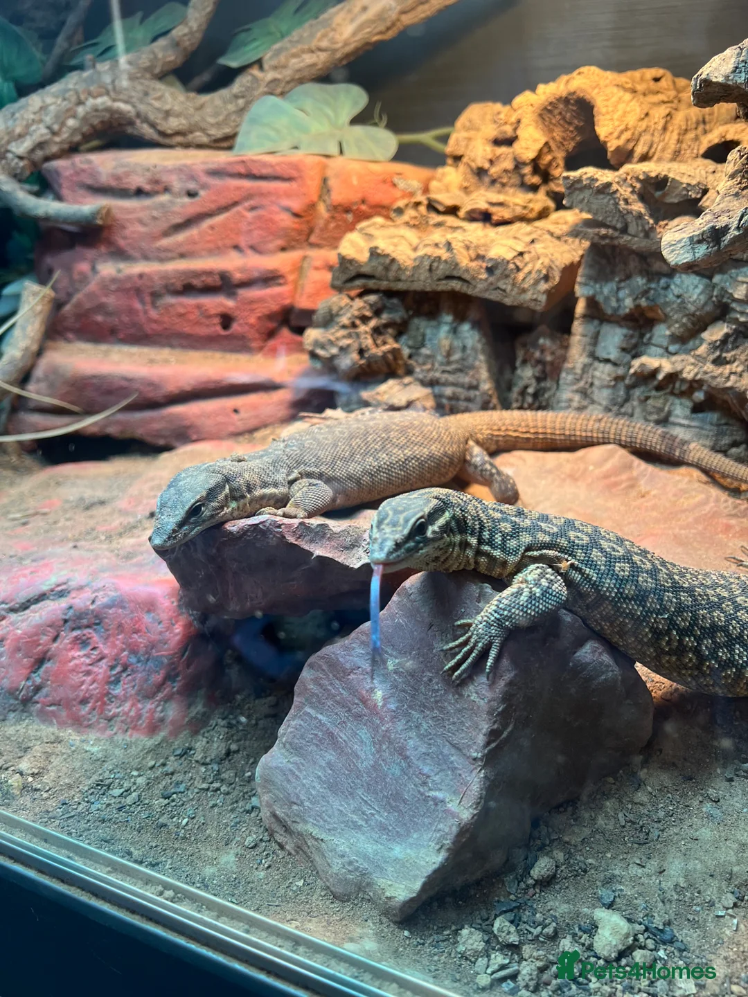 Monitor reptiles for sale: Baby Ackie Monitors in Epping - Advert 2