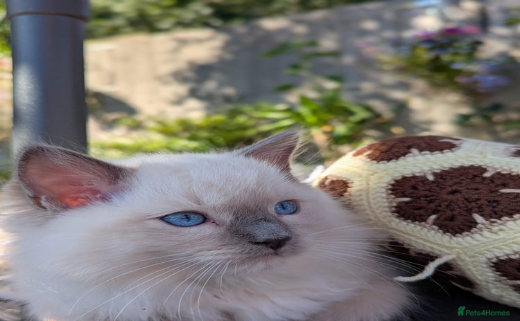 Ragdoll cats - Advert 14
